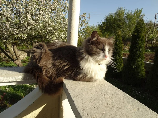 Flauschige Katze Auf Der Hausterrasse — Stockfoto