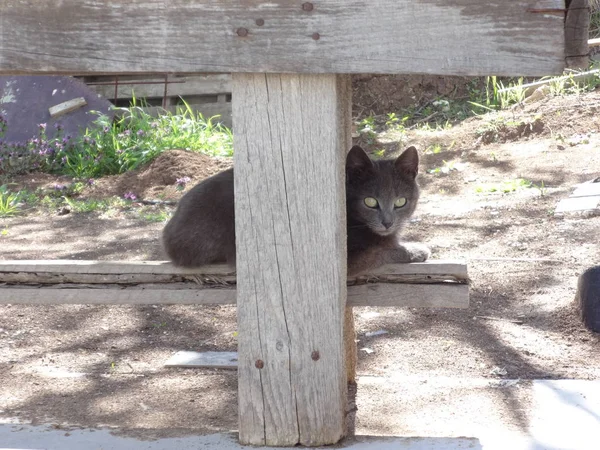 屋外灰色の英国猫 — ストック写真