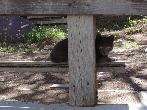 Серый Британский Cat Outdoor — стоковое фото