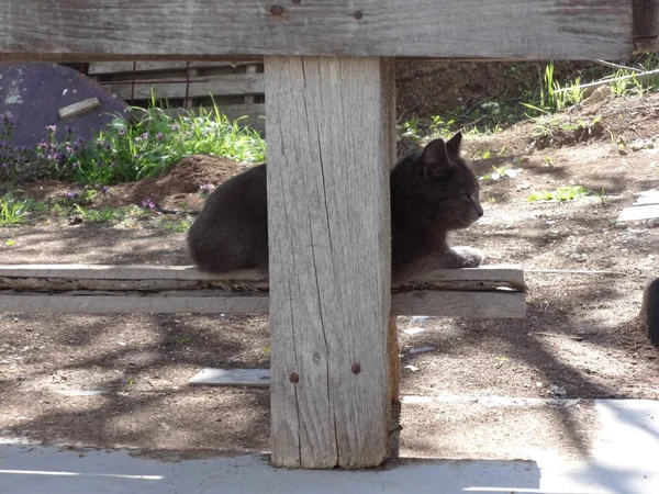 Gray British Cat Outdoor — Stock Photo, Image