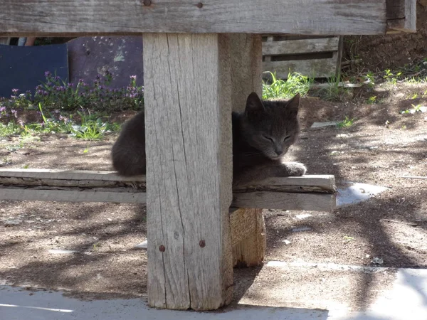 Серый Британский Cat Outdoor — стоковое фото