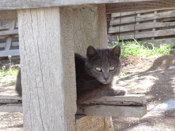 Graue Britische Katze Freien — Stockfoto