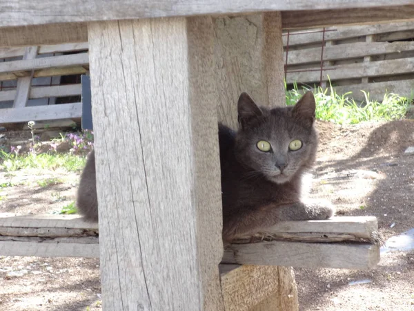 Gray British Cat Outdoor