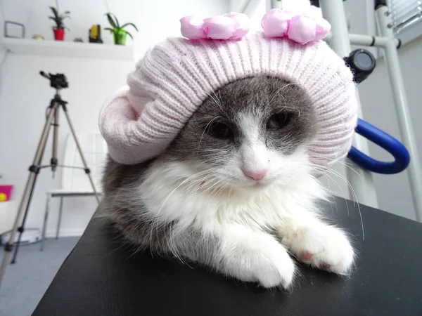 Kitten with Pink Girly Hat with Flowers