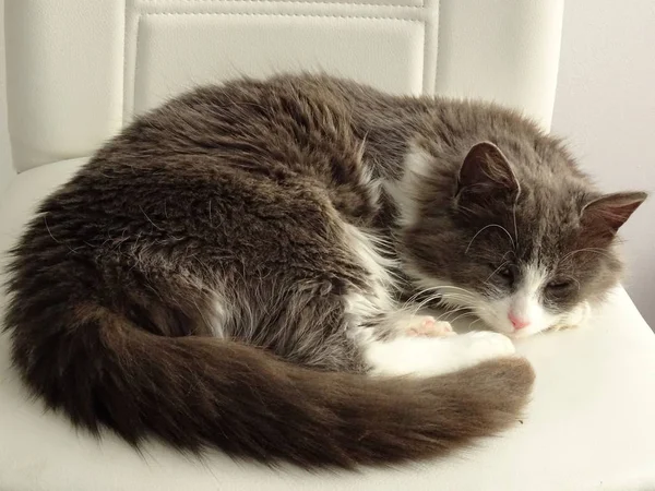 白い椅子の上で眠っている長い髪の猫 — ストック写真