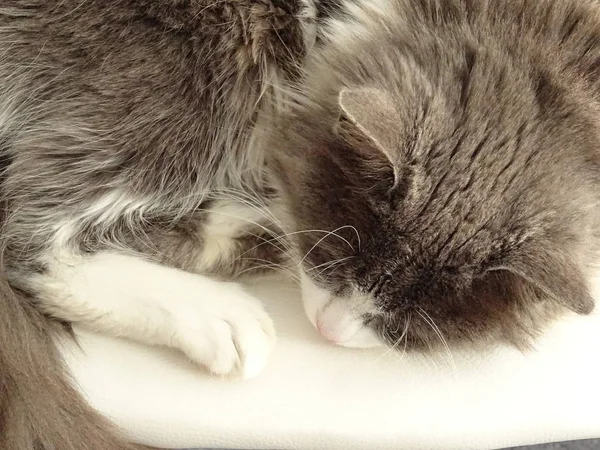 Beyaz Bir Sandalyeye Uyuyan Kedi — Stok fotoğraf