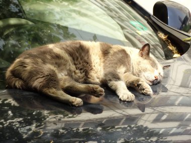 Bir araba kaputa uyku meşin kedi