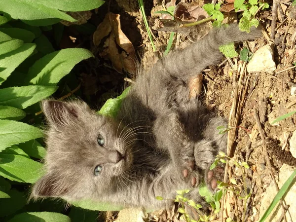 庭で横になっている青い目を持つ灰色の赤ちゃん子猫 — ストック写真