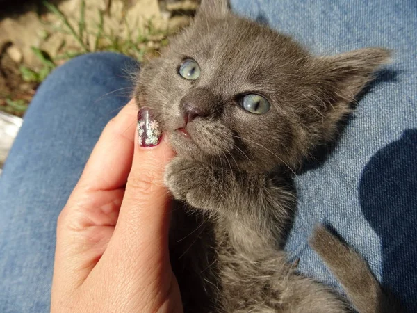 Graues Baby Kätzchen Mit Blauen Augen — Stockfoto