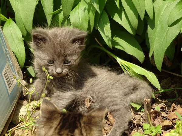 Graues Kätzchen Mit Blauen Augen Garten Liegend — Stockfoto