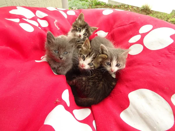 Vier Kittens Van Baby Een Rode Pet Stoel — Stockfoto