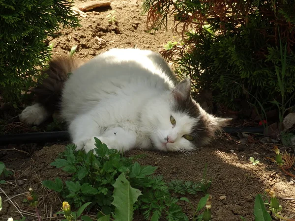 土の上に横たわる白い子猫 — ストック写真