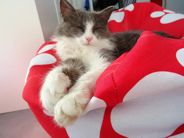 Krásná Chlupatá Kočka Relaxační — Stock fotografie