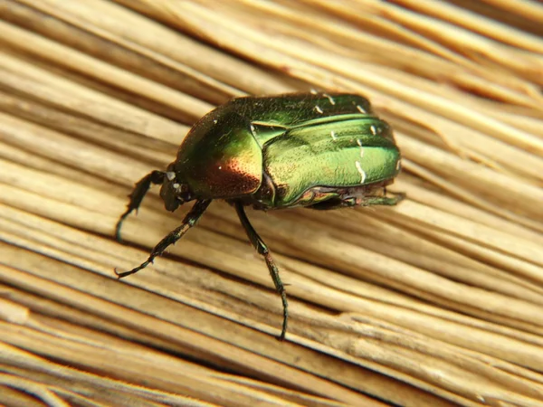 Metallic Green Beetle on a Straw Background