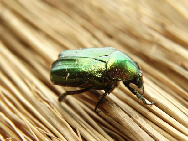 Metallic Green Beetle on a Straw Background