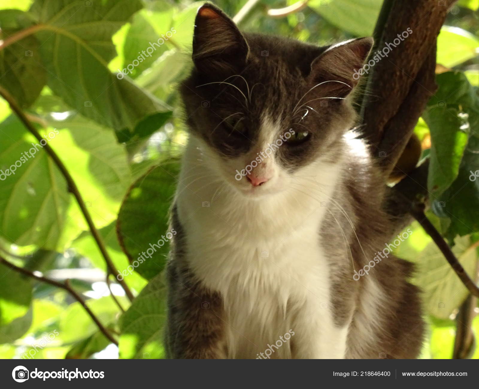 Jeune Chat Gris Blanc Dans Jardin Tropical Photographie Imagesto C Jeune Chat Gris Blanc Dans Jardin Tropical Photographie Imagesto C