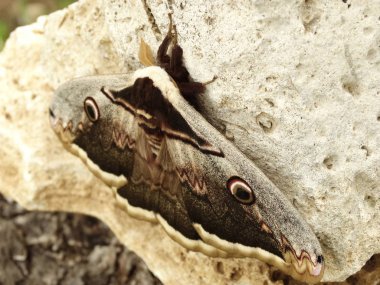 Gece kelebek bir taş üzerinde tünemiş