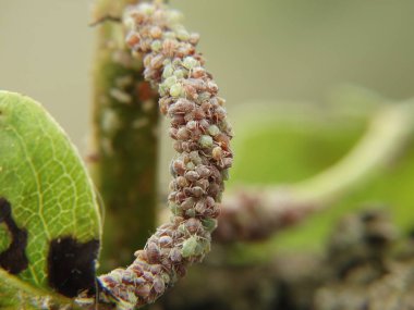 Bitki herifler bir ağaç üzerinde