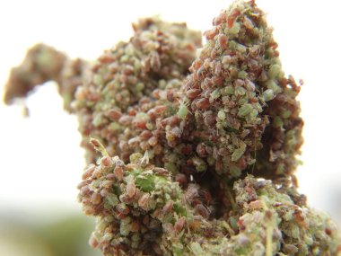 Bitki herifler bir ağaç üzerinde