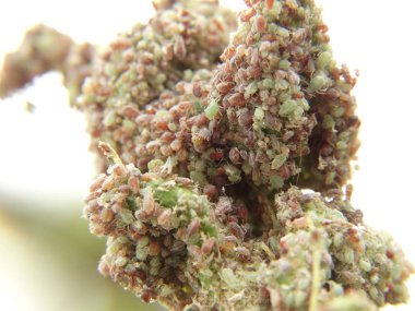 Bitki herifler bir ağaç üzerinde