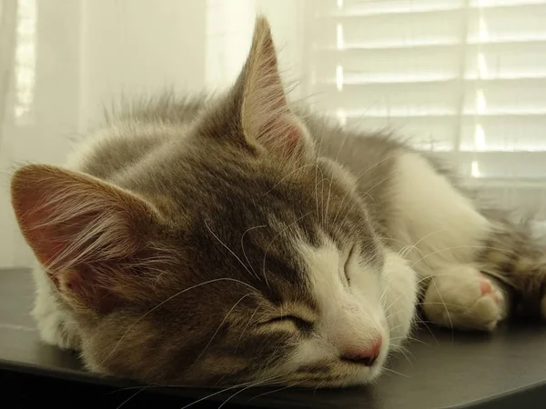 Süßes Schlafendes Graues Und Weißes Kätzchen — Stockfoto
