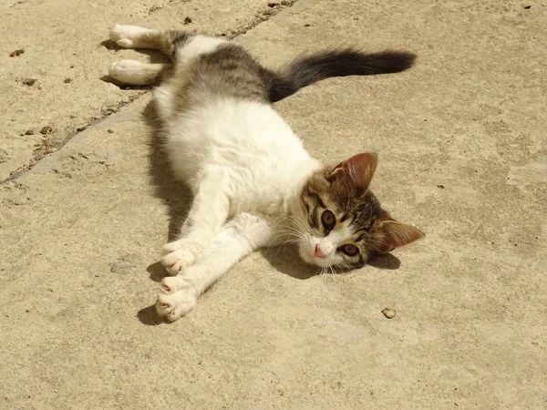 カラフルな国内猫の屋外 — ストック写真