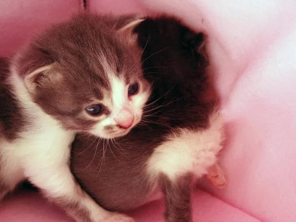 Baby Kittens Een Roze Deken — Stockfoto