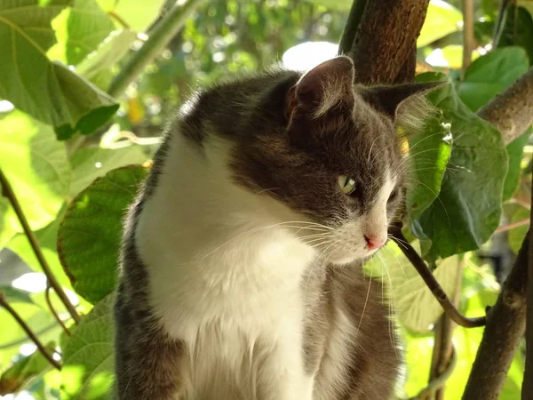Young Gray White Cat Tropical Garden — Stock Photo, Image