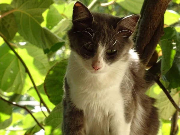 Junge Graue Und Weiße Katze Tropischen Garten — Stockfoto