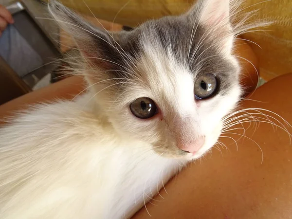 Adorable Gatito Bebé Blanco —  Fotos de Stock
