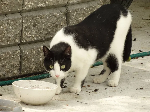 Überraschte Schwarze Und Weiße Katze — Stockfoto