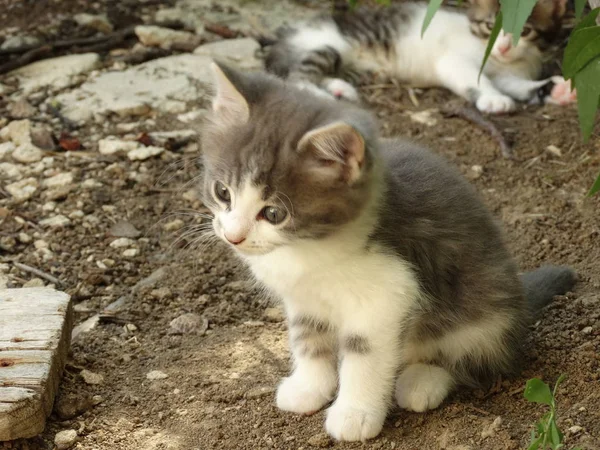 Adorable Fluffy Gris Blanco Bebé Gatito Aire Libre — Foto de Stock