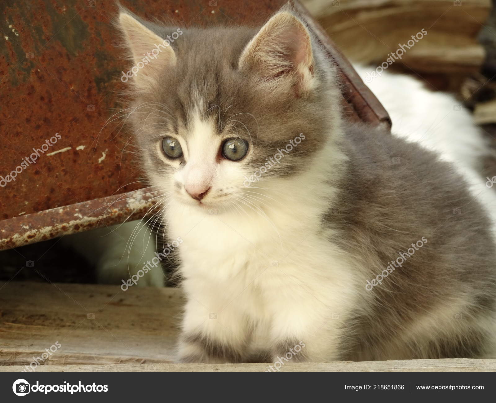 grey baby kitten