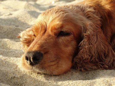 Kumsalda uyuyor roosterer Spaniel