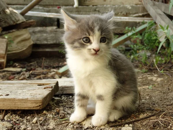 Schattige Fluffy Grijze Witte Baby Kitten Buiten — Stockfoto