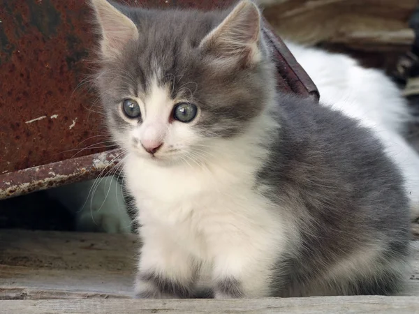 Schattige Fluffy Grijze Witte Baby Kitten Buiten — Stockfoto