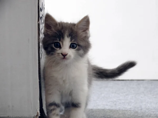 Adorable Bebé Gatito Interior — Foto de Stock