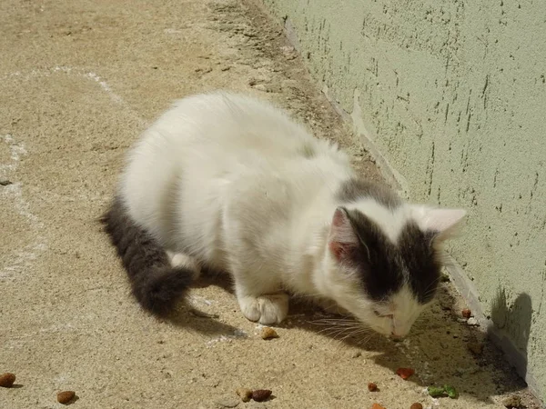 吃白猫户外 — 图库照片