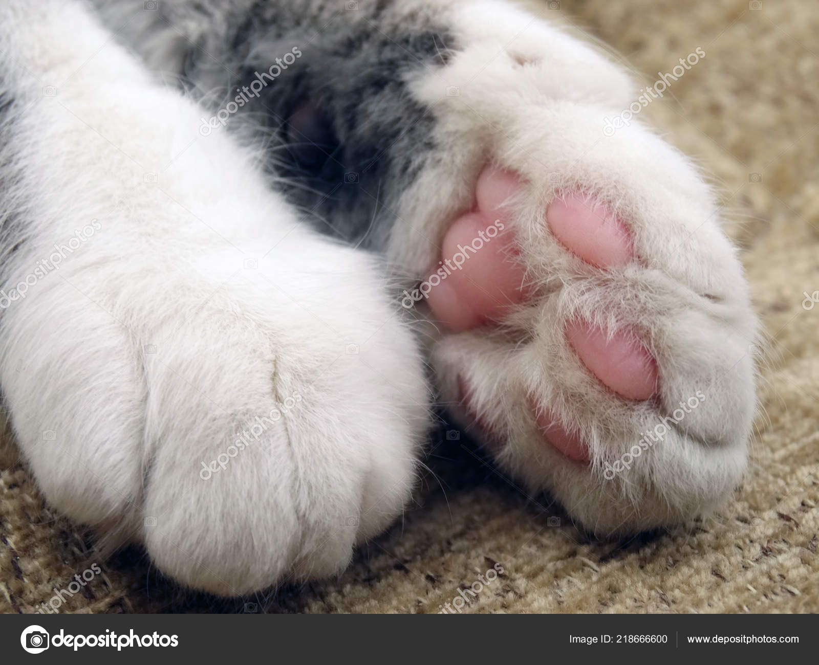 soft cat paws
