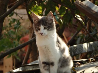 Genç gri ve beyaz kedi açık