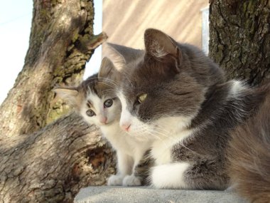 Anne ve bebek kedi yavrusu