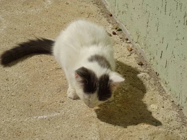 屋外の白猫を食べる — ストック写真