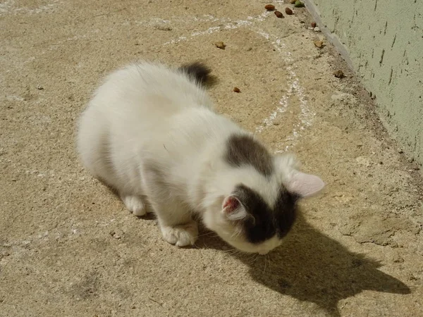 Eating White Cat Outdoor — Stock Photo, Image