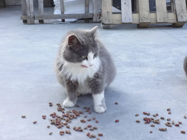 Grasso Mangiare Gatto All Aperto — Foto Stock