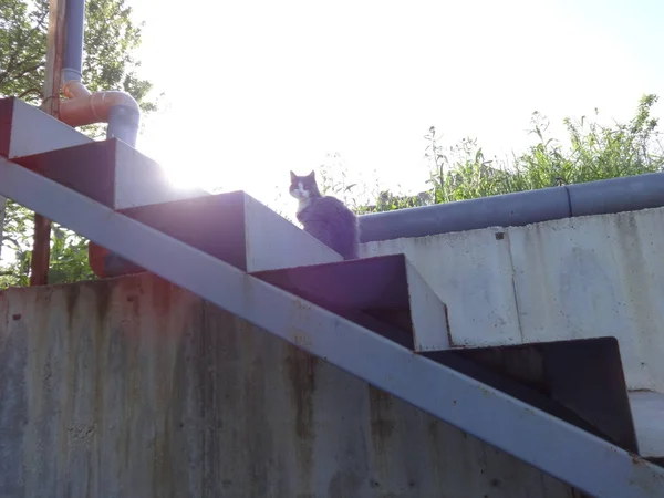 Gros Chat Moelleux Sur Les Escaliers — Photo