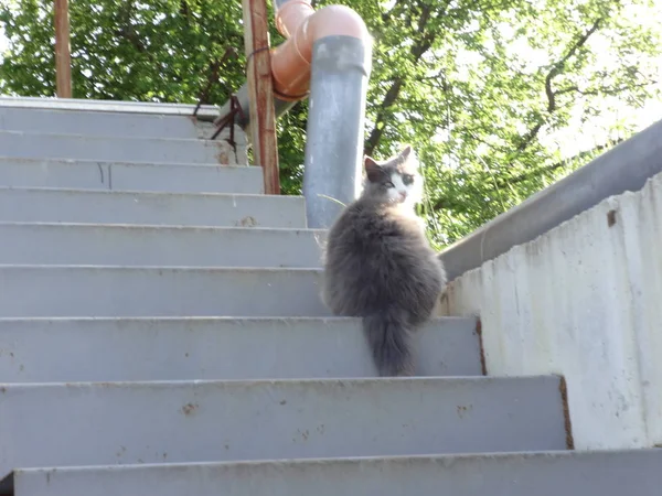 Fat Fluffy Cat Stairs — Stock Photo, Image