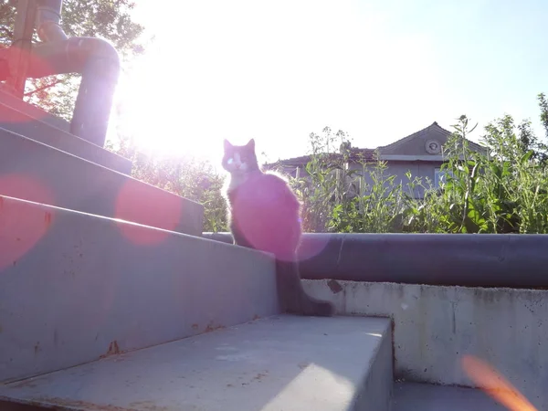 Merdivenlerde Yağ Kabarık Kedi — Stok fotoğraf
