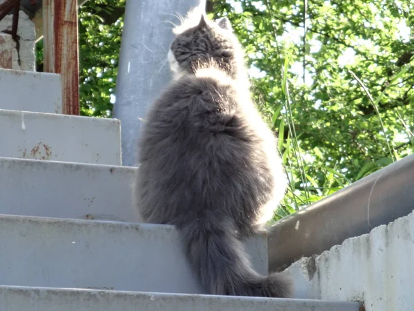 Fette Flauschige Katze Auf Der Treppe — Stockfoto