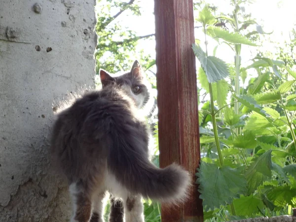 甘いふわふわ猫屋外 — ストック写真