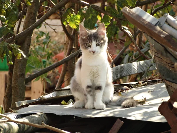 Gato Blanco Gris Joven Aire Libre — Foto de Stock